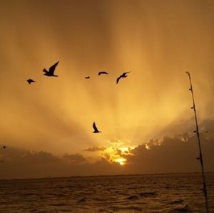 Meet your Posher, Charles